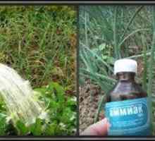 Načini uporabe amonijaka na vrtu in zelenjavni vrt za poletne prebivalce