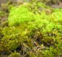 Sredstva za boj proti mahu, kako se znebiti mahovine na travniku