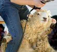 Pogoji in tehnologija striženja ovac, priporočila za striženje ovac