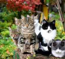 Stop cistitis za navodila za mačke: tableta za mačke