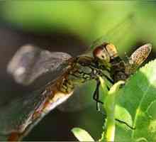 Dragonfly: opis, kaj se hrani, kje spi in koliko živi