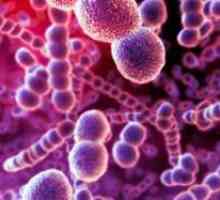 Streptococcus pneumoniae v grlu, kaj je
