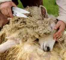 Ovčje ovčere: kolikokrat na leto se širi