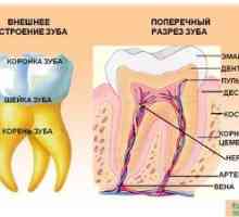 Struktura človeškega zoba: anatomija človeških zob