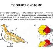 Struktura živčnega in izločevalnega sistema ptic. Sense organov