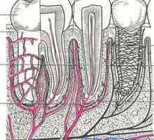Struktura periodontije in njegove funkcije