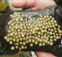 Surinamese pipa žaba. Življenjski slog in razmnoževanje Žabe