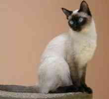 Tajska mačka. Opis in značaj pasme