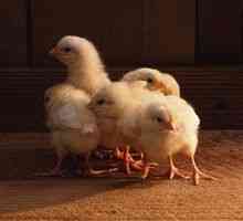Temperaturni režim za pitovne piščance: piščanec in vsebina