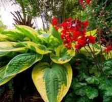 Sence-tolerantne in senčne trajnice trajnice cvetja za vrt