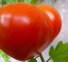 Tomato Budyonovka značilnost in opis sorte. Gojenje paradižnikov