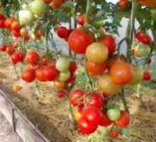 Tomato `Evpator`: opis in opis, agrotehnika, pregledi