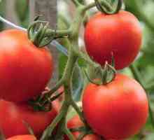 Tomato katya - popoln opis in karakterizacija sorte