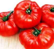 Tomato medvedka: značilnost