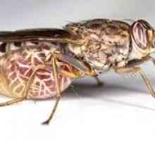 Top 10 najbolj nevarnih žuželk v svetu