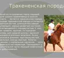 Trakehner pasma konj - značilen