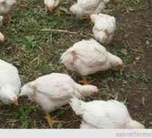 Trava za piščance: ko lahko daste