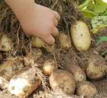 Tuleyjev krompir: vrste lastnosti in značilnosti