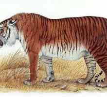 Turan (Transcaucasian ali Kaspijski) tiger: izumrtje