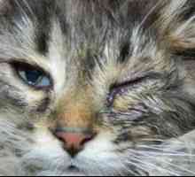 Mačka ima eno ali obe očesni vodi: vzroke