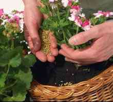 Gnojila za rože: vrste in opis gnojenja