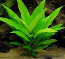 Skrb in vzdrževanje v akvarijskem akvarijskem rastlinju schisandra