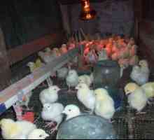 Skrb za piščance: ustrezno ohranjanje pogojev in prehrane piščancev