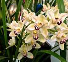 Skrb za cimbidij orhideje doma