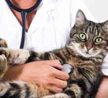 Cat`s prick: v vihru in intramuskularno