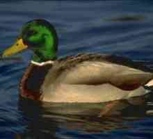 Duck mallard: kaj hrani v naravi, življenjski slog