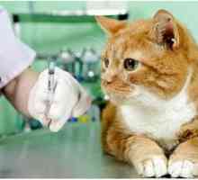 Cepivo proti steklini za mačke in mačke: cepimo pravilno