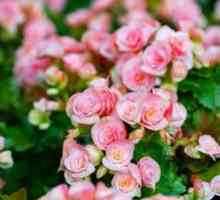 Everflowering begonia: nego in vzdrževanje doma
