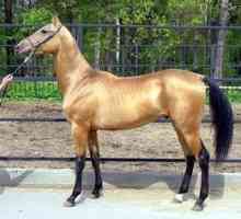 Prekrasen in graciozan - kauraya konj in barva njene obleke