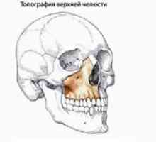Zgornja čeljust: struktura zgornje čeljusti, patologija, napake