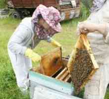 Pomladno delo v čebelnjaku: opis in značilnosti