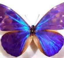 Vrste metuljev: videz, vrsta, struktura žuželk