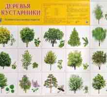 Vrste in imena dreves v Rusiji in Moskvi