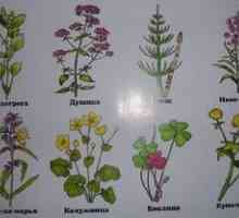 Vrste in značilnosti zelnatih rastlin