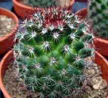 Vrste in sorte notranjih kaktusov, njihove domače vsebine
