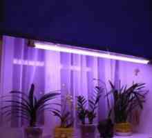 Vrste svetilk za osvetlitev sadik: kako izbrati fitolam