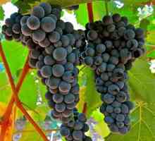 Sorte vinske trte: osnovne značilnosti