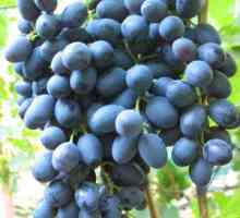 Podstrešje grozdja: opis sorte