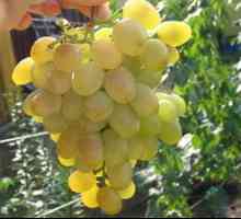 Galahad grozdje: opis sorte, pregledi