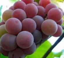 Kardinal grozdja: raznolik opis in značilnosti