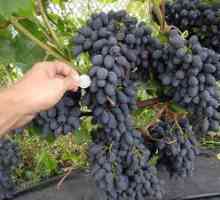 Cornflower grozdje: opis sorte, fotografije in preglede