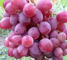 Sorte grozdja: oskrba in gojenje