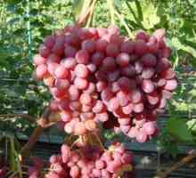 Vélez grozdje: opis, gojenje in oskrba
