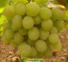 Maskota grozdja: opis sort, sajenje in varstvo rastlin