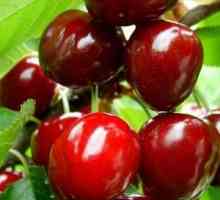 Cherry Turgenevka: Različica Opis