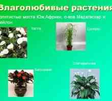 Vlažilne rastline: primeri grmov in pravil o negi